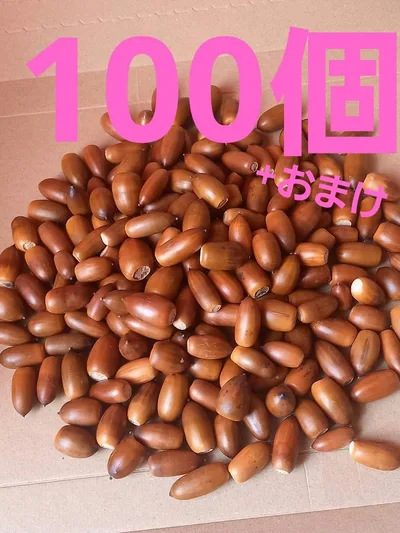 どんぐり マテバシイ 100個