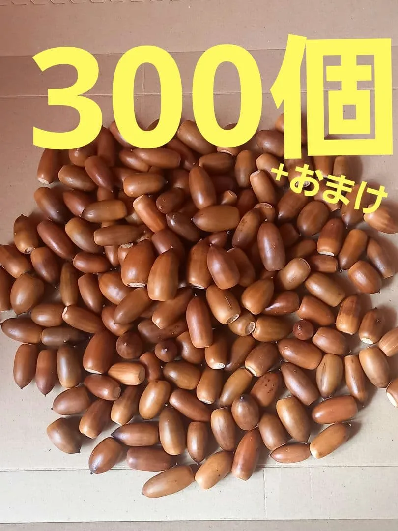 どんぐり マテバシイ 300個+おまけ