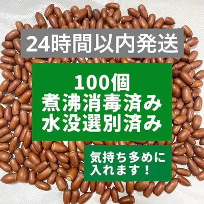 【煮沸消毒済み・水没選別済み】ドングリ どんぐり マテバシイ 100個