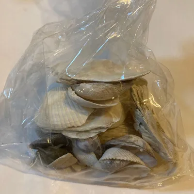 天然貝殻セット インテリア素材