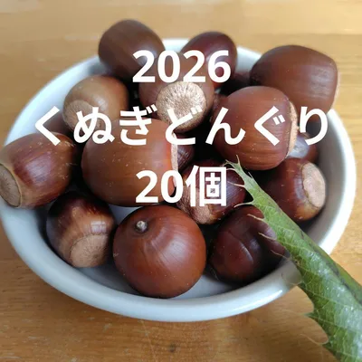クヌギどんぐり 20個