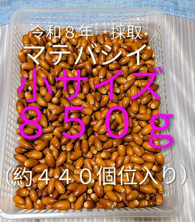 どんぐり 木の実 マテバシイ 小サイズ 850g(約440個位)