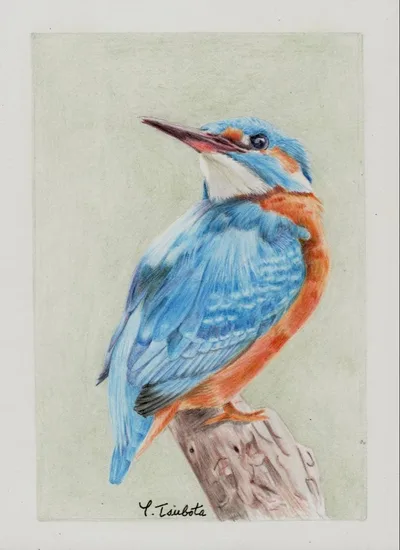 カワセミの絵画 色鉛筆画 アート