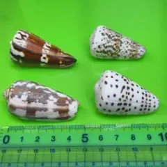貝殻No281