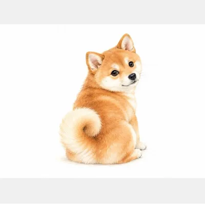 ちょこんとふりかえり柴犬さん*オリジナルイラスト