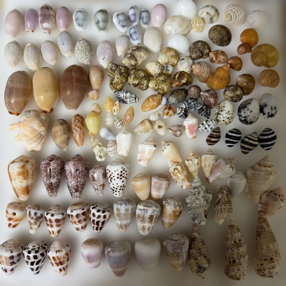 天然貝殻 大量セット 工作素材 ハンドメイド