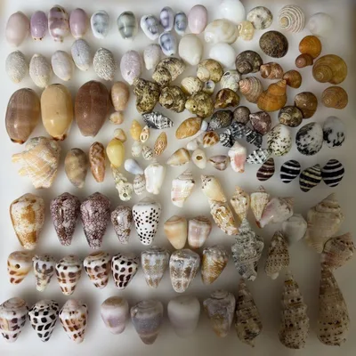 天然貝殻 大量セット 工作素材 ハンドメイド