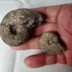 アンモナイト化石