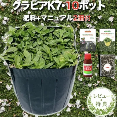 【レビュー特典あり】 クラピア K7(白) 白品種 10株 すくすくセット 植栽マニュアル付き 苗10ポット 肥料 活力剤 2種付き イワダレソウ改良種 グランドカバー 植物 白色 白い花 プランツ 庭 屋上 緑化 K5と同程度の耐寒性 多年草 地被植物 ほふく性 下草 背が低い 宿根草