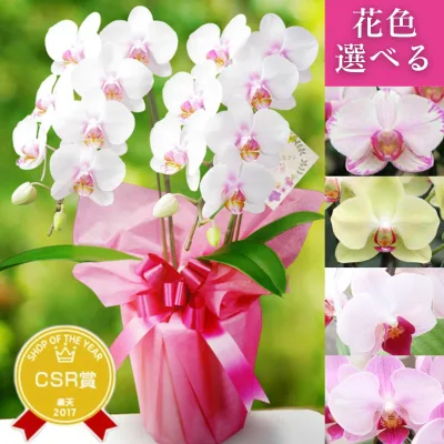 胡蝶蘭 お祝い 花色選べる『ミディ胡蝶蘭 2本立ち 「メルシー」』お誕生日 残暑見舞い お彼岸 お祝い 胡蝶蘭 移転祝い 開店祝い 就任祝い プレゼント 花ギフト 生花 鉢花 【贈】