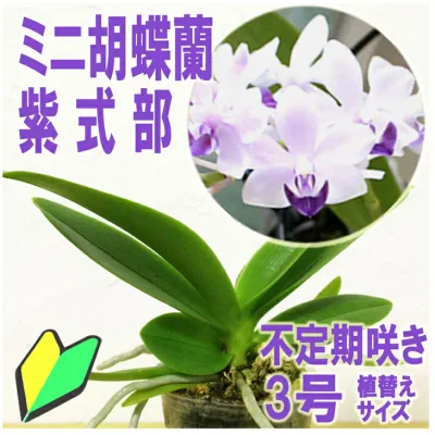 今ならつぼみ、または花付き!-- 胡蝶蘭 当店一番人気の洋ランの苗 『青い胡蝶蘭 「紫式部」 【花咲く苗セット】』ミニコチョウラン マイクロ胡蝶蘭 花 セット 花鉢洋ラン栽培セット(素焼き鉢 お花の説明書 肥料 受皿 保証書) 洋蘭苗栽培キット 植え替え