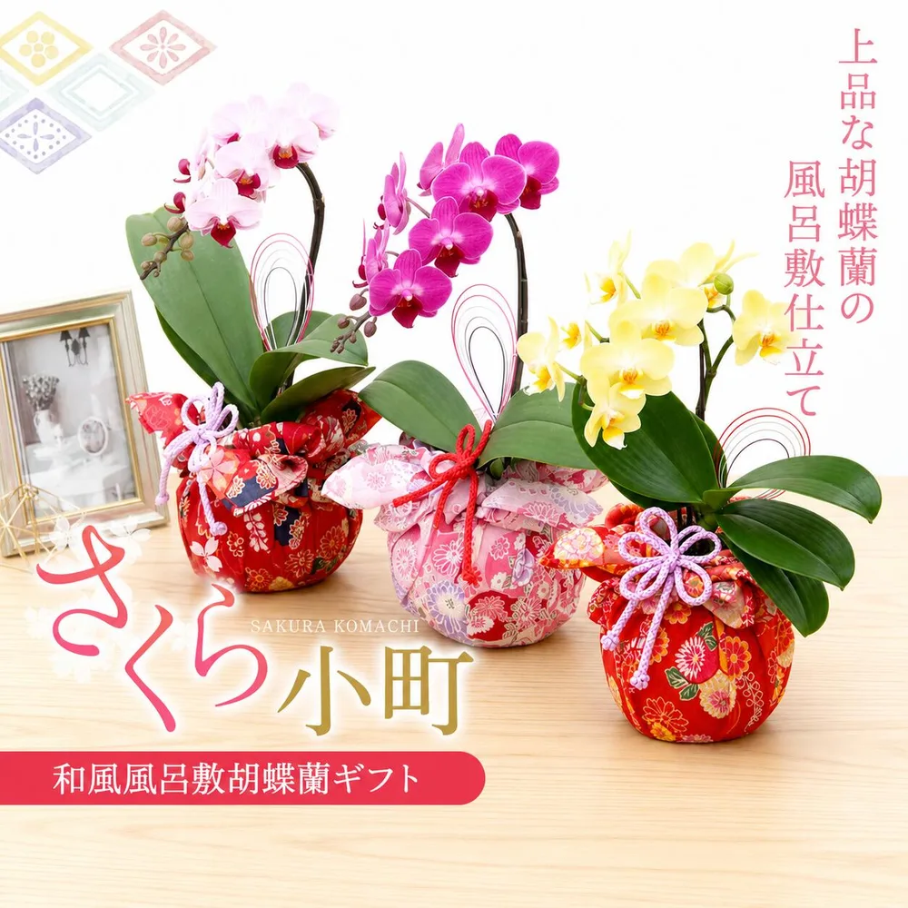 敬老の日 胡蝶蘭 花『ミディ胡蝶蘭 和風風呂敷仕立て「さくら小町」』花言葉 幸せが飛んで来る 和モダン 洋ラン 洋蘭 鉢植え 送料無料 誕生日【贈】《敬》【敬】