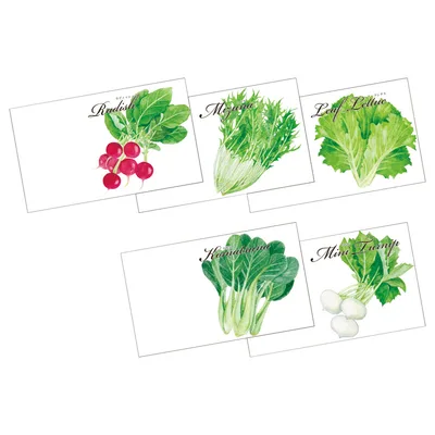 横型イラスト種子(1P)野菜の種子