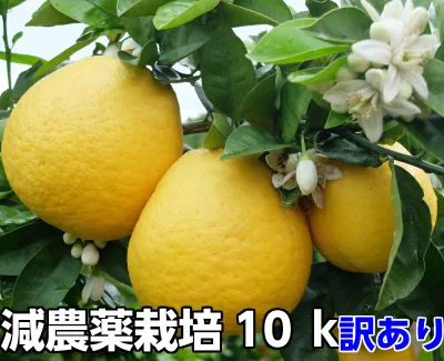 河内晩柑(ジューシーオレンジ) 訳あり 10k 熊本産 特別栽培 減農薬 栽培 発祥の地 熊本★ オレンジ ★果物ソムリエが作る 送料無料 ギフト 美味しい ミカン 九州 みかん 美生柑 愛媛 河内晩柑 おいしいくグレープフルーツ 和歌山 夏文旦 天草晩柑 愛媛 フルーツ