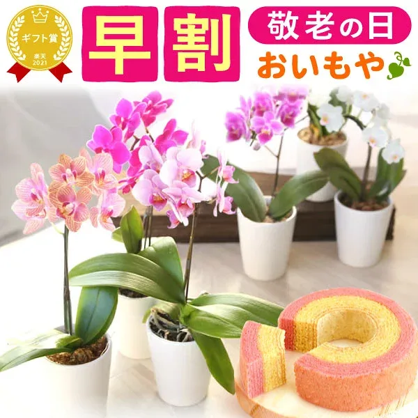 \早割&限定クーポン!/ 敬老の日 ギフト プレゼント 花 生花 蘭 胡蝶蘭 ミディ 2.5号 洋蘭園 フラワーギフト バウムクーヘン スイーツ お菓子 洋菓子 花とお菓子 60代 70代 80代 90代 おじいちゃん おばあちゃん 孫 孫から おいもや