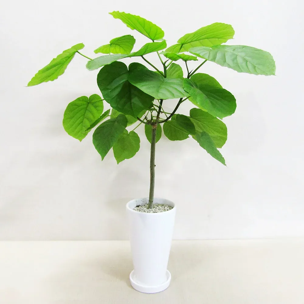 【送料無料・ギフト対応】 ウンベラータ 観葉植物 スタイリッシュ12cm陶器鉢植え(ラウンド) 鉢受け皿つき