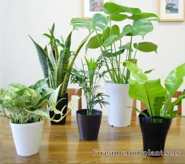 大きな5号鉢も入ってこの価格! 【送料無料】 観葉植物おまかせ5鉢セット! お届け地域により別途追加送料が掛かります