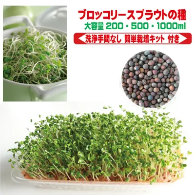 ブロッコリースプラウト 種 栽培キット付き 室内栽培 水耕栽培 家庭菜園 キッチン栽培 発芽簡単 高発芽率 最短4日 スルフォラファン 健康野菜 初心者向け 簡単栽培 食育 自家栽培 種子 送料無料 BST200
