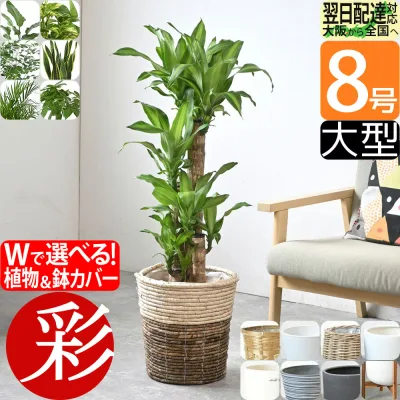 観葉植物 縁起のいい木 8号鉢 選べる 鉢カバー付き 大型 本物 パキラ ユッカ ガジュマル 幸福の木 オーガスタ ポトス ゲッキツ サンスベリア アレカヤシ スタンド インテリア おしゃれ オフィス ギフト プレゼント