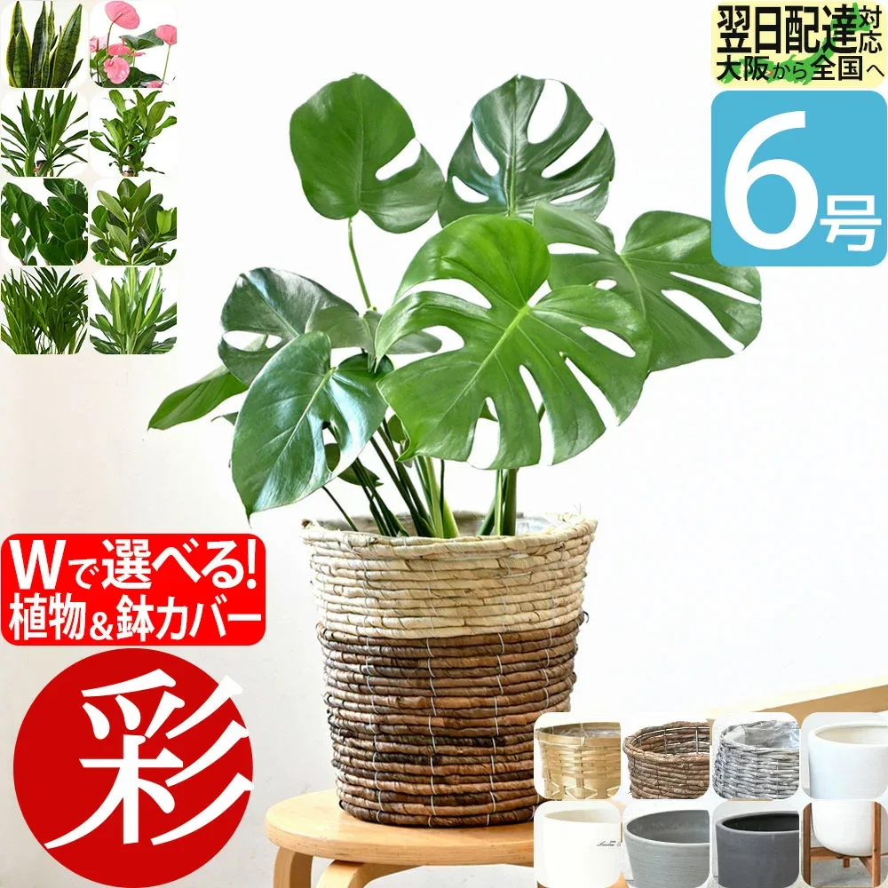 観葉植物 本物 6号鉢 選べる 鉢カバー付き モンステラ サンスベリア ユッカ 幸福の木 クルシア・ロゼア アンスリウム ザミオクルカス スタンド インテリア 開店祝い 移転祝い おしゃれ プレゼント 縁起の良い 新築祝い リビング 中型
