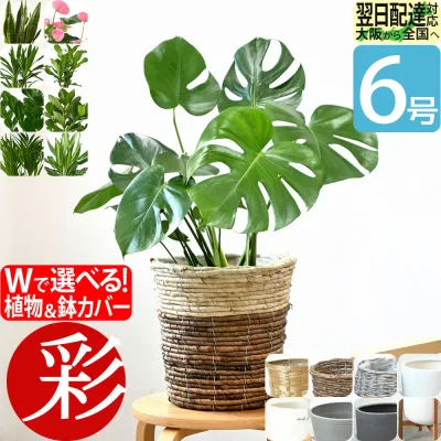 観葉植物 本物 6号鉢 選べる 鉢カバー付き モンステラ サンスベリア ユッカ 幸福の木 クルシア・ロゼア アンスリウム ザミオクルカス スタンド インテリア 開店祝い 移転祝い おしゃれ プレゼント 縁起の良い 新築祝い リビング 中型