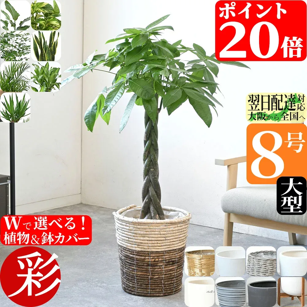 観葉植物 本物 選べる 8号鉢 鉢カバー付き 大型 パキラ サンスベリア アレカヤシ ポトス パキラ 観葉植物 オーガスタ ゲッキツ ユッカ スタンド おしゃれ インテリア 開店祝い 移転祝い オフィス ギフト プレゼント
