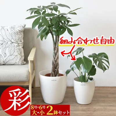 観葉植物 本物 8号鉢+6号鉢 2鉢セット 鉢カバー付き 大型 パキラ モンステラ サンスベリア 幸福の木 ユッカ クルシア アレカヤシ ポトス オーガスタ ゲッキツ 新築祝い 風水 縁起の良い リビング 南国風 中型