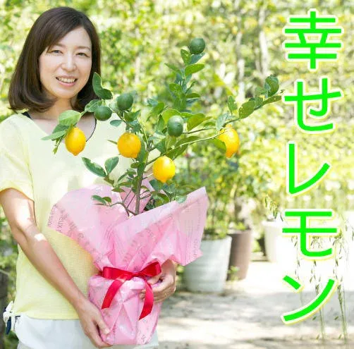 育てるギフト♪【幸せレモンの木】 レモンの木/檸檬の木/レモン苗木品種 :・樹高:0.7m内外 果樹苗 苗木 苗 シンボルツリー 実のなる木 ギフト 【3年生苗/接ぎ木苗】