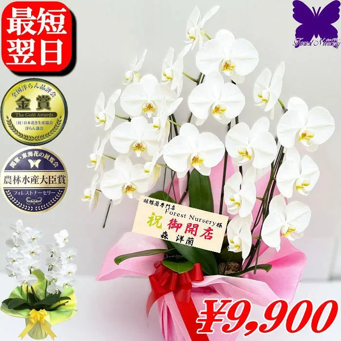 胡蝶蘭 開店祝 開業祝 開院祝★クーポン発行中★ 画像配信あり! 選べるラッピング 白 3本立ち お供え 胡蝶蘭 お祝い 胡蝶蘭 開店祝 当選祝 胡蝶蘭専門店フォレストナーサリー 森洋蘭 叙勲祝 就任祝 進発 着任 退職 還暦 米寿 新築祝 花 ギフト 華甲