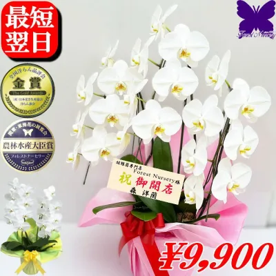 胡蝶蘭 開店祝 開業祝 開院祝★クーポン発行中★ 画像配信あり! 選べるラッピング 白 3本立ち お供え 胡蝶蘭 お祝い 胡蝶蘭 開店祝 当選祝 胡蝶蘭専門店フォレストナーサリー 森洋蘭 叙勲祝 就任祝 進発 着任 退職 還暦 米寿 新築祝 花 ギフト 華甲