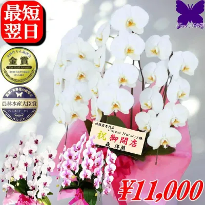 胡蝶蘭 3本 開店祝い ★クーポン発行中★ 白 白赤 さくら姫 開店花 お祝い お供え 蘭 祝花 開店祝 開院祝い 開業祝い 移転祝い 就任祝い 栄転祝い 昇進祝い 退職祝い 当選祝い 受章祝 叙勲 還暦 米寿 新築 誕生日 花ギフト 母の日 お盆 お悔やみ 平塚市から生産直売 産地直送