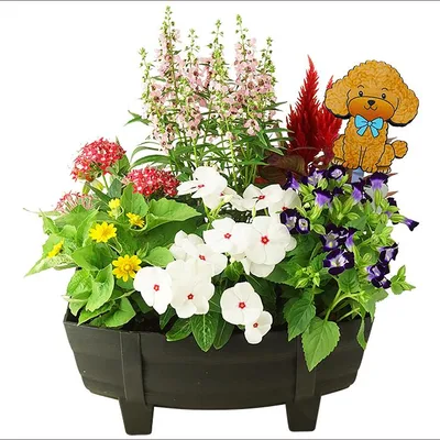 季節の寄せ植え 夏 タル型鉢 黒 ギフトにも最適な季節のお花を寄せ植えに。【ギフト プレゼント ガーデンピック 玄関 ベランダ 送料無料 沖縄・離島を除く】