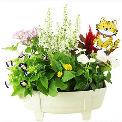 季節の寄せ植え 夏タル型鉢 白 ギフトにも最適な季節のお花を寄せ植えに。【ギフト プレゼント ガーデンピック 玄関 ベランダ 送料無料 沖縄・離島を除く】