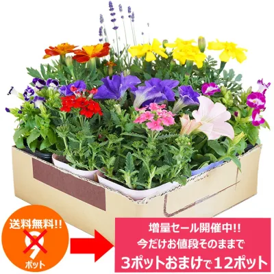 今だけ増量中!花苗 セット 送料無料 夏のお花おまかせ9ポット ⇒12ポットに増量中!沖縄・離島を除く