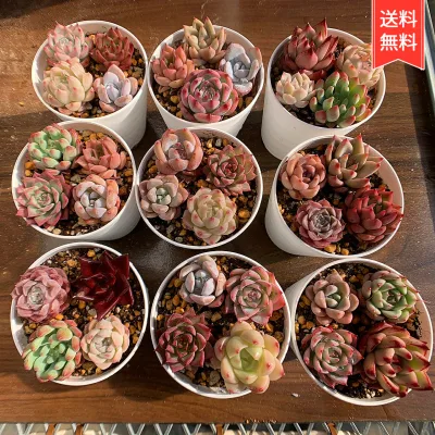 クリックポスト送料無料 予約販売 農園直売 寄せ植え お試しセットプラス 初心者向けDIY オリジナル土、ミニスコップ入り エケベリア属 ポイント消化 超おトク 多肉植物 多肉専門verve