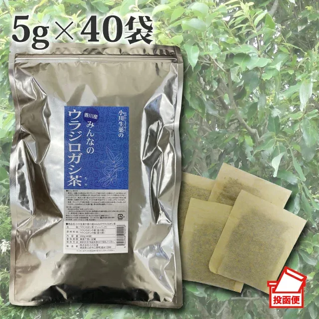 【100年以上続く生薬会社の作った 香川産 みんなの ウラジロガシ茶 】 5g×40袋 国産 ノンカフェイン ティーバッグ 送料無料 小川生薬