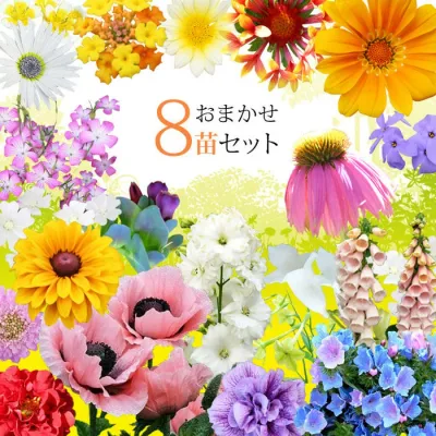 季節の草花 花苗 おまかせ 8苗セット 選べるタイプ【お届け中 地域限定送料無料】珍しい 苗 セット 草花宿 根草 宿根草 苗物 花 寄せ植え コンテナ花の苗 1年草 多年草 ガーデニング ガーデン 花壇 秋 冬 ハッピーガーデン