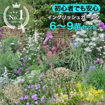 楽天ランキング1位 初心者安心!植えるだけで庭が完成 夏苗 イングリッシュガーデン花苗6~9苗セット 配置マップ付き 植栽デザイン花壇【お届け中】1m×1m 英国ガーデン EnglishGarden 花壇 宿根草 草花