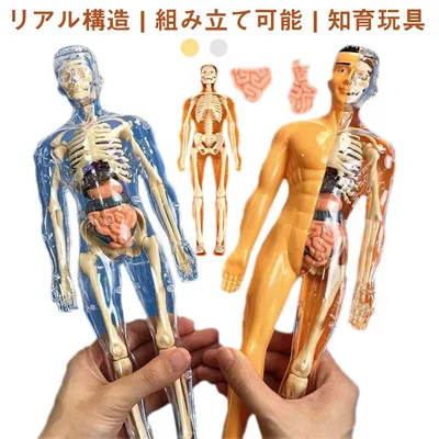 誕生 子供おもちゃ 28cm 解剖 モデル 人体パズル 人体模型 知育玩具 玩具 骨格 人体構造 人体構造 組み立て式 人体模型