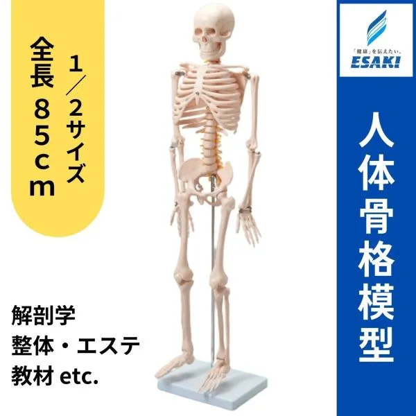全身 人体 1/2 骨格模型 高さ85cm XINCHENG SCIENTIFIC INDUSTRIES社 プラスチック製 スタンド付き