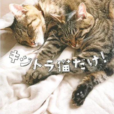 จัดส่งวันถัดไป/แมว Kijitora เท่านั้น! / “เฉพาะแมวคิจิโทระเท่านั้น!”