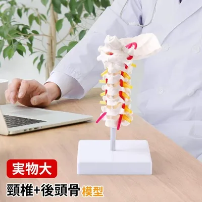 人体模型 実物大 頸椎模型 頚椎模型 頚椎 後頭骨 骨格模型 1/1サイズ スタンド付き 360度回転 椎間板 脊髄神経 椎骨動脈 椎骨 脊椎骨 脊髄 接骨院 整体 教材