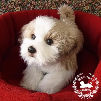ニニアンドキノ ぬいぐるみ 犬 リアル 寝そべりわんこ シーズー 全長約40cm 本物 そっくり ペット 母の日 クリスマス ギフト 爆買