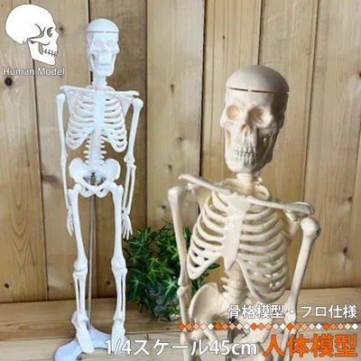 人体模型 人体骨格模型 骨格標本 45cm 1/4 モデル ホワイト 台座 可動域 直立 スタンド 教材 フィギュア LB-229 区分60Y