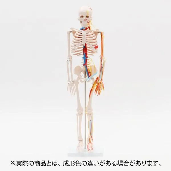 人体模型 骨格模型 7ウェルネ 全身骨格 模型 1/2サイズ 高さ85cm 主要動脈・静脈・神経付 間接模型 骨格標本 骨模型 骸骨模型 人骨模型 骨格