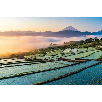 ジグソーパズル 1000ピース 朝焼けの富士と棚田 山梨 日本風景 アップルワン 敬老の日 1000-914