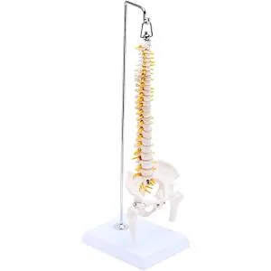 1/2サイズ 高精度 グニャと背骨を動かせる ミニ脊柱模型 約45cm 人体模型 骨模型 骨格標本 骨盤 台座付き