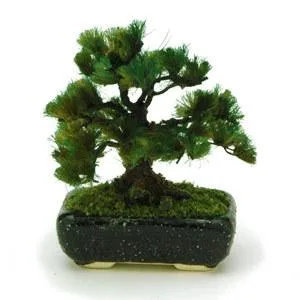 Model Miniature Bonsai THE BONSAI 1/12 Square Pot Pine Black BONT02 Completed Product PLATZ Special Price Gift Great Buy