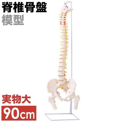 人体模型 脊髄骨盤模型 90cm 実物大 吊り下げ 台座付き 後頭骨 股関節 男性骨盤 脊柱可動 脊髄神経根 椎骨動脈 椎間板 脊髄 背骨 脊椎 スタンド付き 人骨 模型