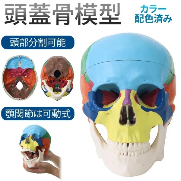 頭蓋骨 模型 人体模型 骨 標本 カラー 分解 歯科 耳鼻科 眼科 頭蓋骨模型 顎 関節 分解可能 後頭骨 頭 高品質 学習 勉強 資料 教材 精巧 実物大 配色 脳外科